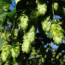 Humulus Lupulus - ORG