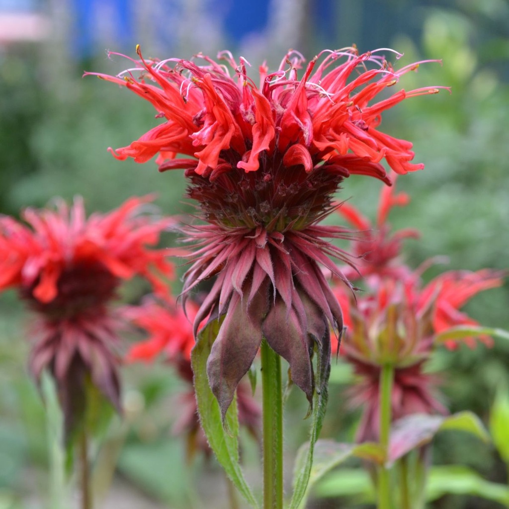 Monarda Fireball - Bergamotplant - BIO