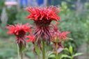 Monarda Fireball - BIO