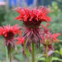 Monarda Fireball - Bergamotplant - BIO
