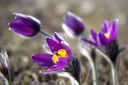 Pulsatilla Vulgaris - ORG