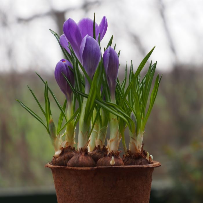 Potted Purple Crocus  - BIO