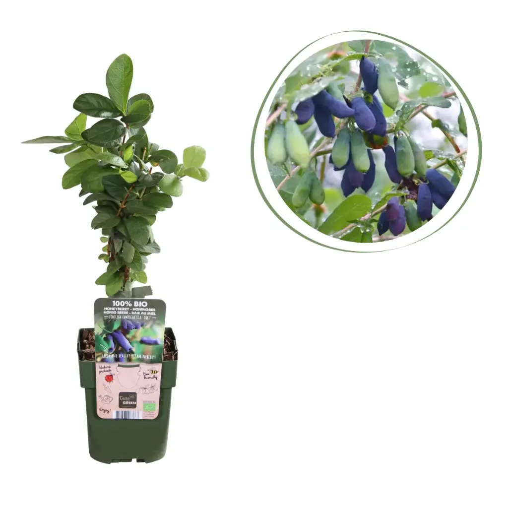 Honeysuckle (Spiselige Honningbær) - BIO