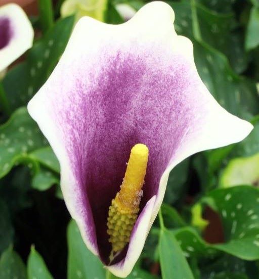 Calla White Purple - ORG