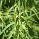 French Tarragon - ORG