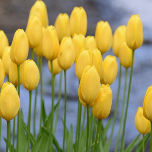 [A1135-7] Tulipa Big Smile - BIO (7 bulbes)