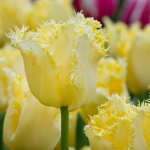 [A1138-7] Tulipa Rebellious Yellow - ORG (7 bulbs)