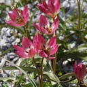 Tulipa Tiny Timo - BIO