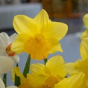 Daffodil - Narcissus Agathon - ORG