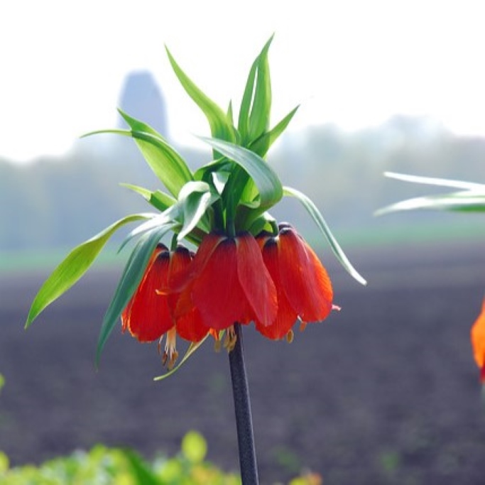 Kejserkrone - Fritillaria imp. Rubra - BIO