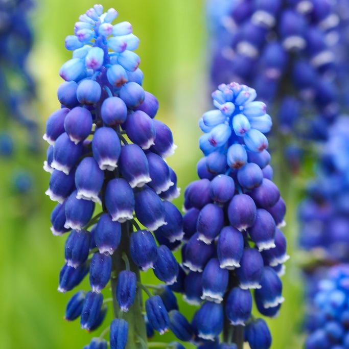 Blauw Druifje - Muscari Joyce Spirit - BIO