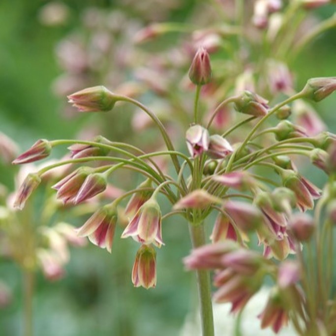 Allium Siculum - BIO