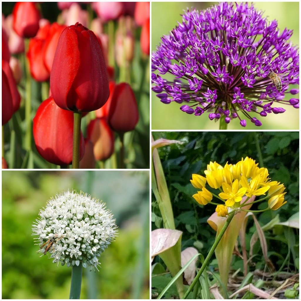 Fleurs de Saveur - BIO