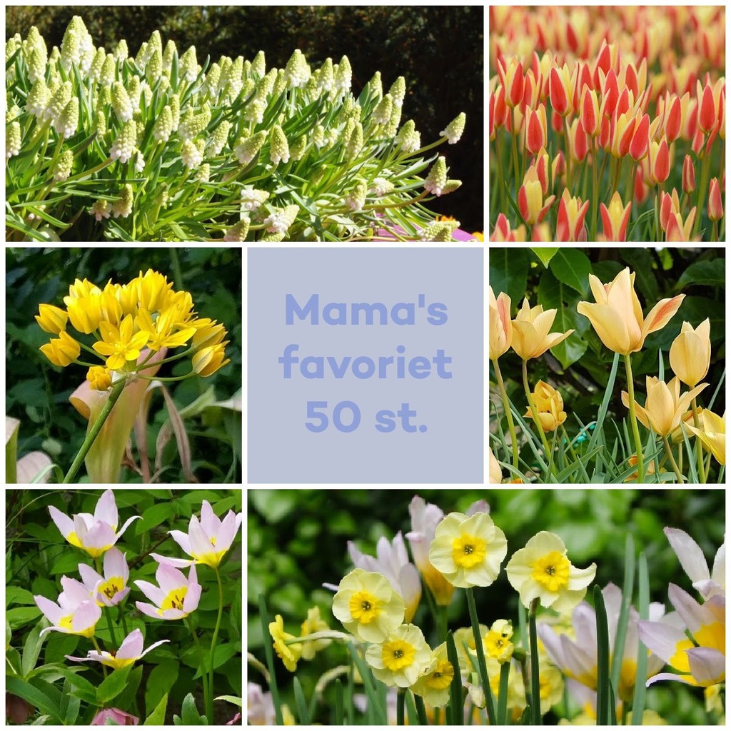 Bijenbuffet Mama's favoriet 50 st - BIO