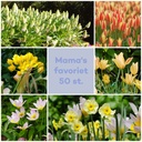 Bee buffet Mama's choice 50 pcs - ORG