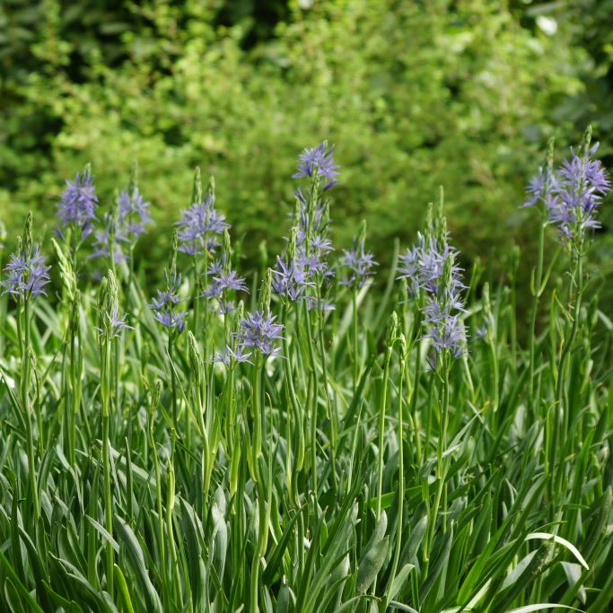 Blå Prærielilje - Camassia Leichtlinii Caerulea - BIO