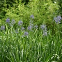 Camassia Leichtlinii Caerulea - BIO