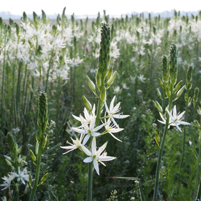 Vit Stjärnhyacint - Camassia Leichtlinii Sacajawea - BIO