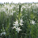 Camassia Leichtlinii Sacajawea - ORG