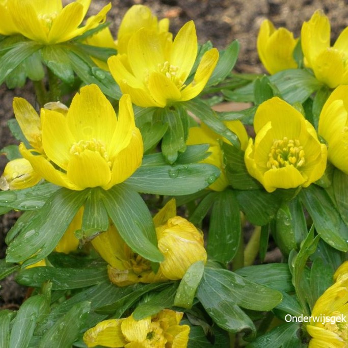 Eranthis Cilicica - ORG