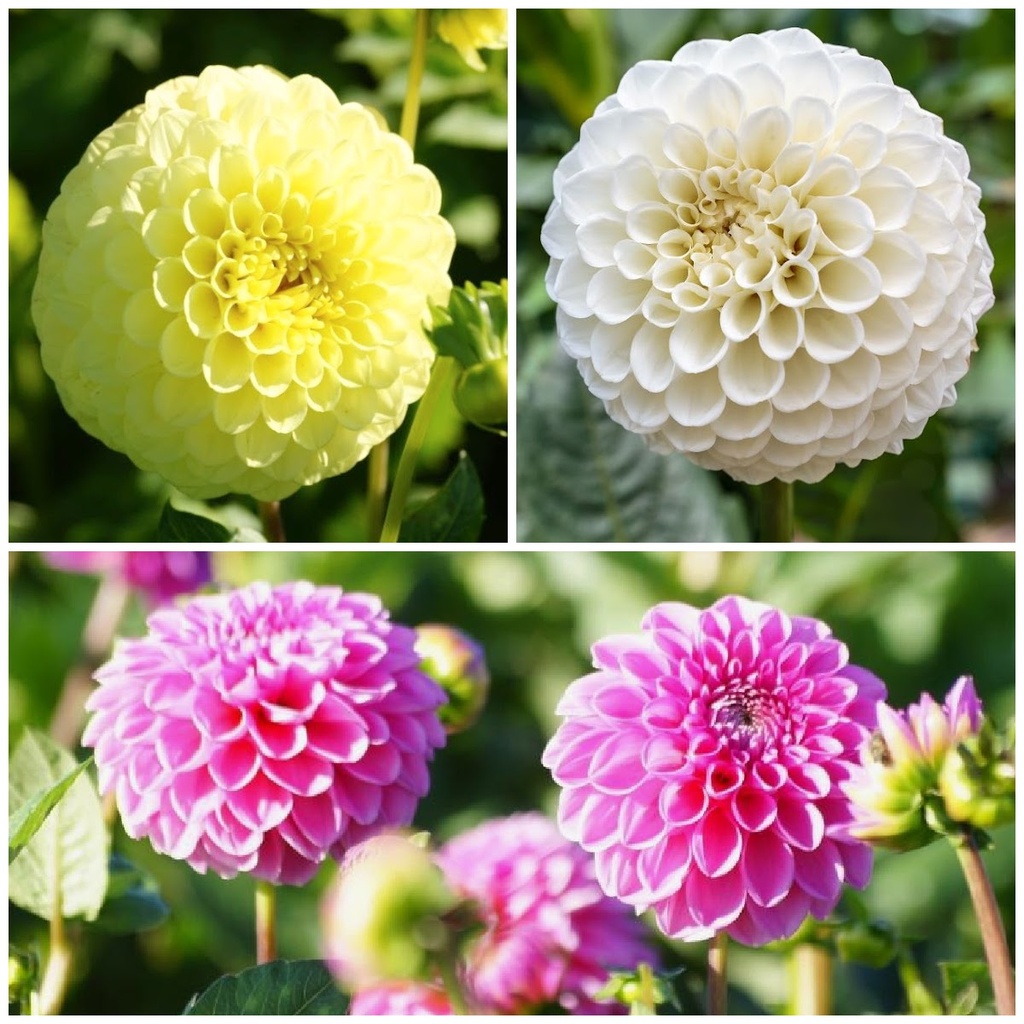 Ball Dahlia Mix V3 - ORG