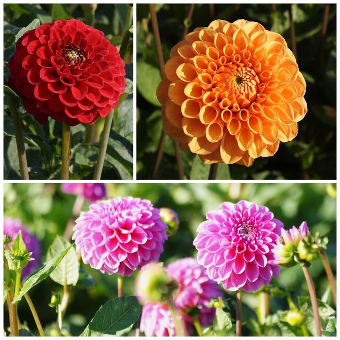 Ball Dahlia Mix V3 - ORG