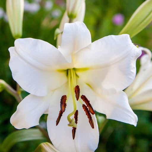 [B9022-3] Lilium OT Tisento - ORG (3 bulbs)