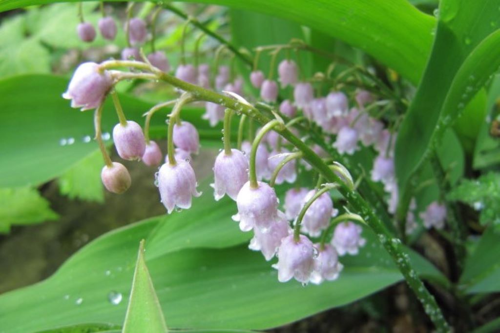 Convallaria Rosea - BIO