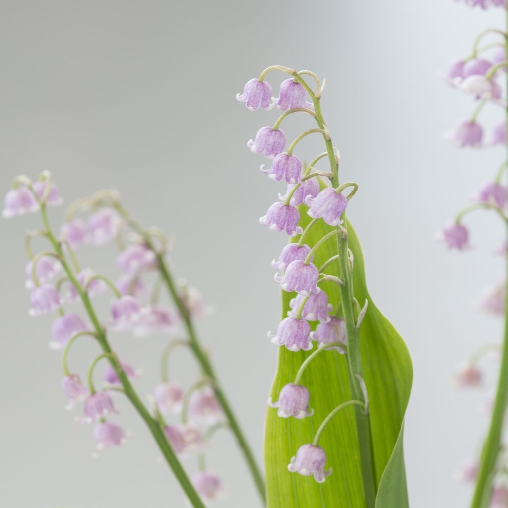 Convallaria Rosea - BIO