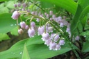 Convallaria Rosea - ORG