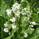 Armoracia Rusticana Horseradish - ORG