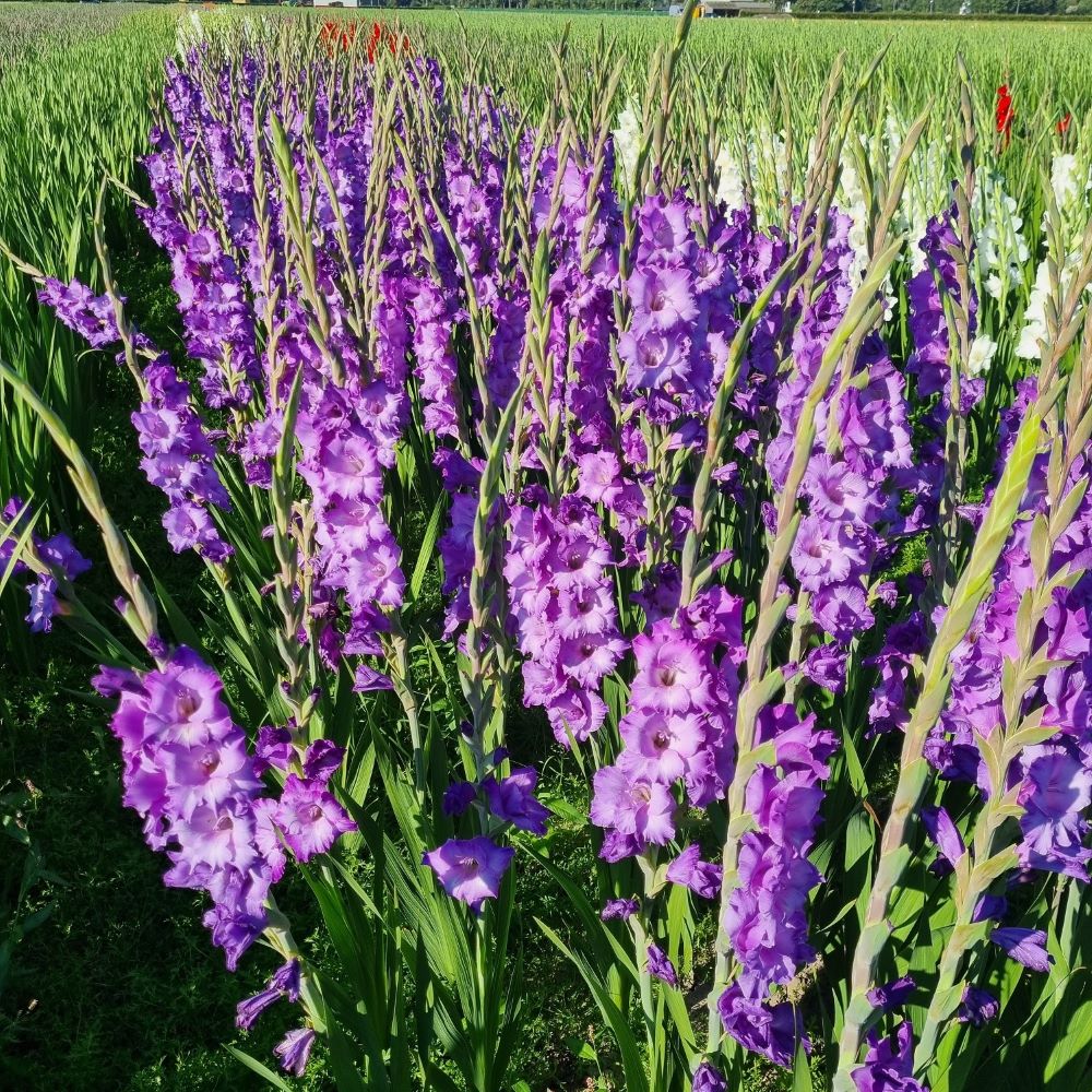 Gladiolus Mauve Muse - ORG