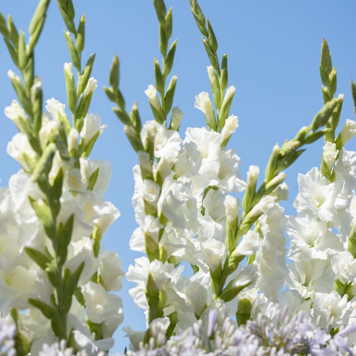 Gladiolus Mauve Muse - BIO (kopie)