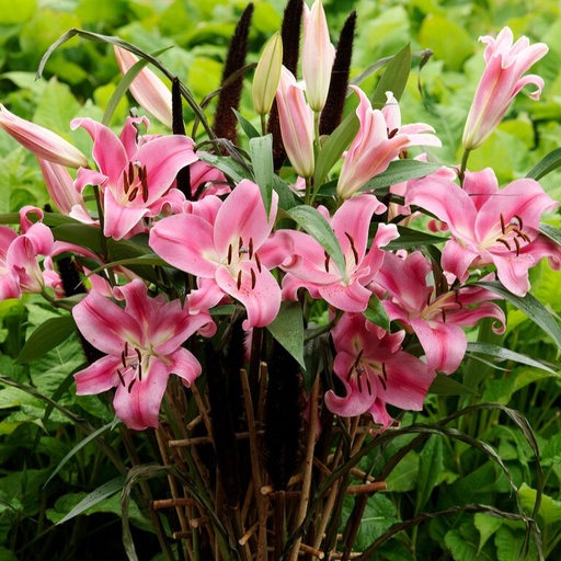 [B9043-3] Lilium OT Robina - ORG (3 bulbs)