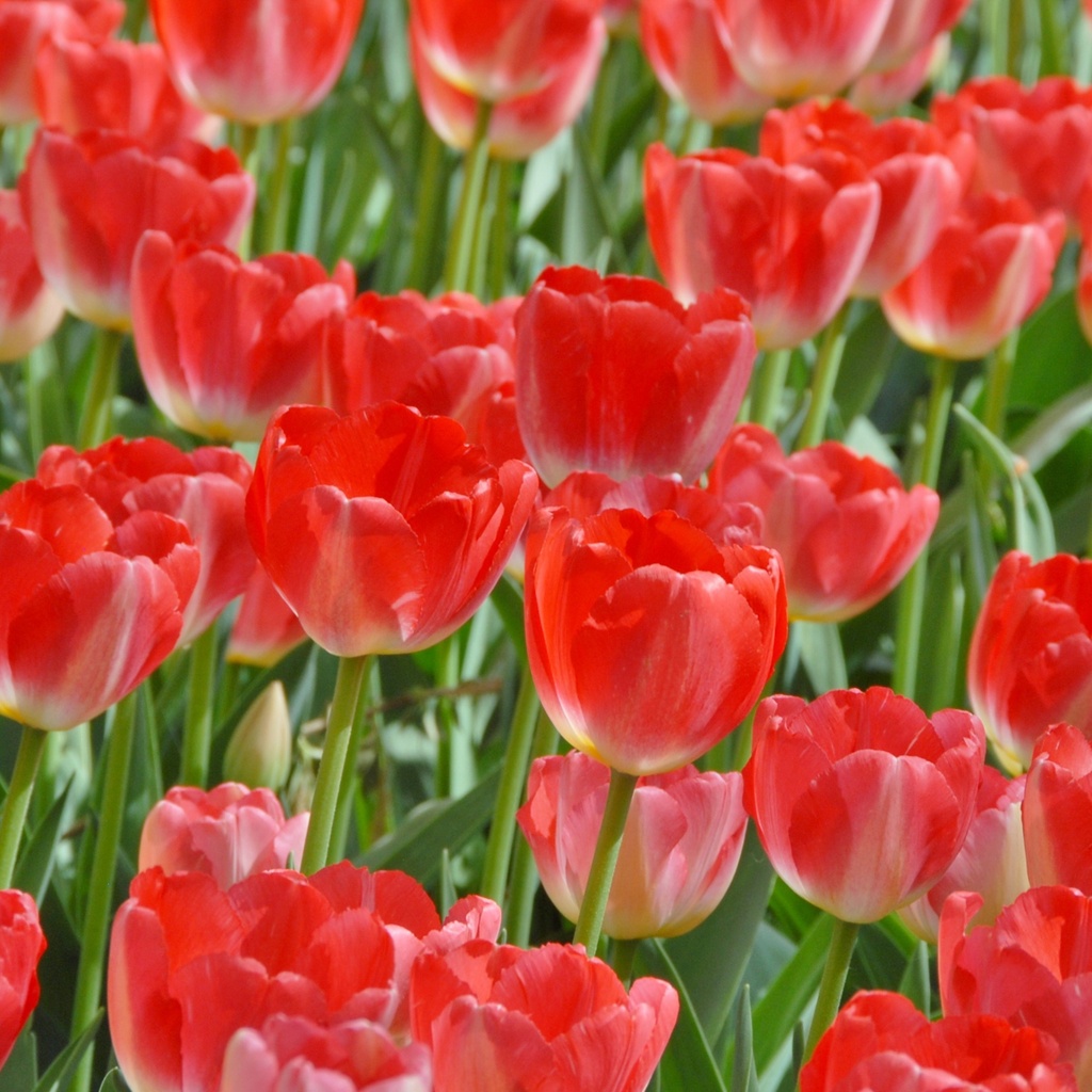 Tulipa Apricot Impression - BIO (kopie)