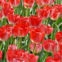 Tulipa Apricot Impression - BIO (kopie)