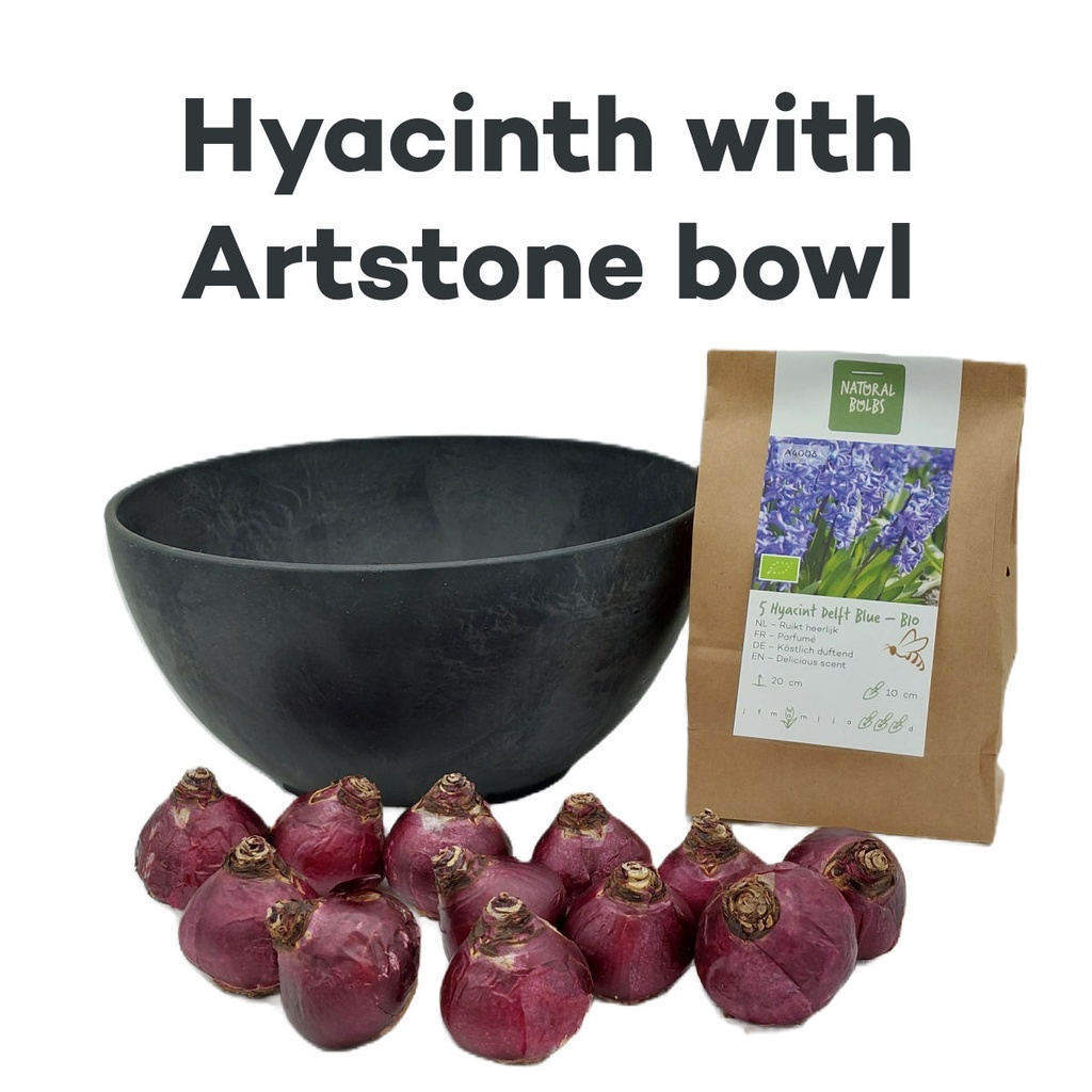 Hyacint Delftsblauw met Artstone schaal - BIO