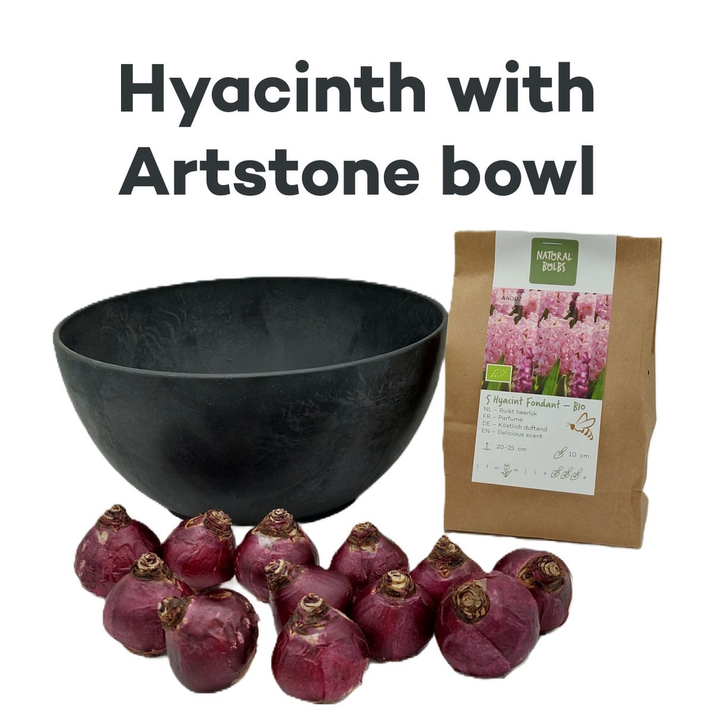 Hyacinth Fondant with Artstone bowl - BIO