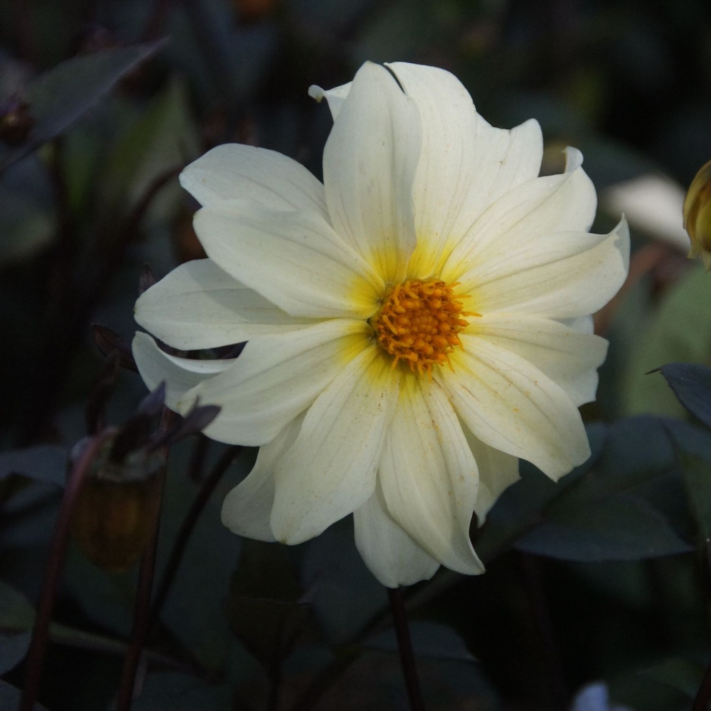 Dahlia Dainty Lady - ORG