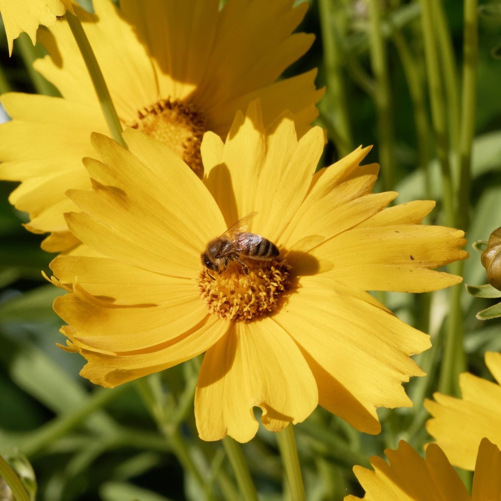 Coreopsis Grandiflora - ORG