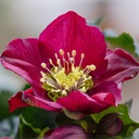 Kerstroos - Helleborus Pretty Ellen Red - BIO
