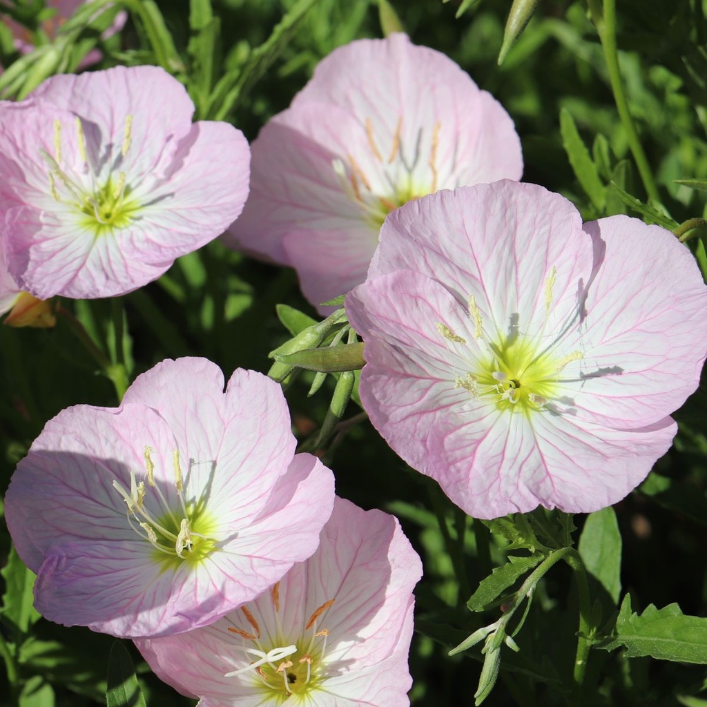 Oenothera speciosa Siskiyou - ORG