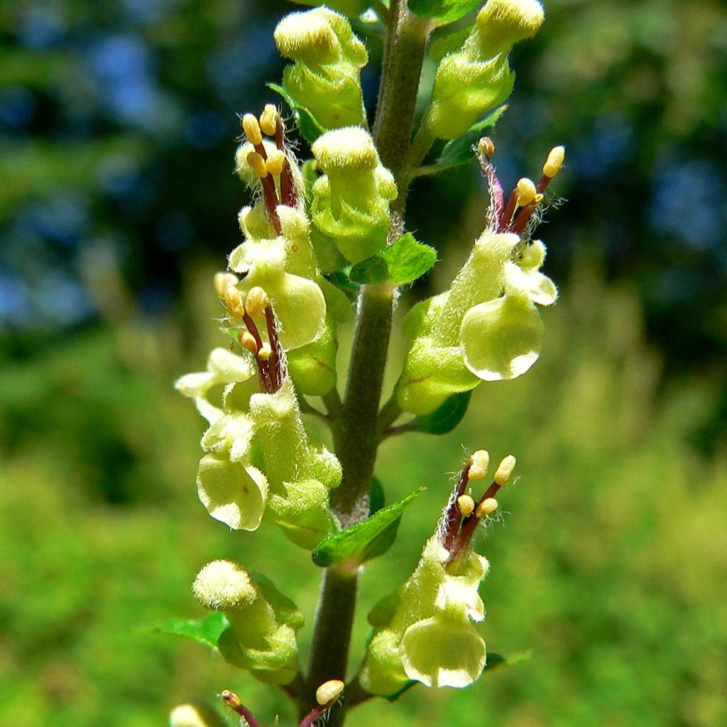 Teucrium Scorodonia - ORG