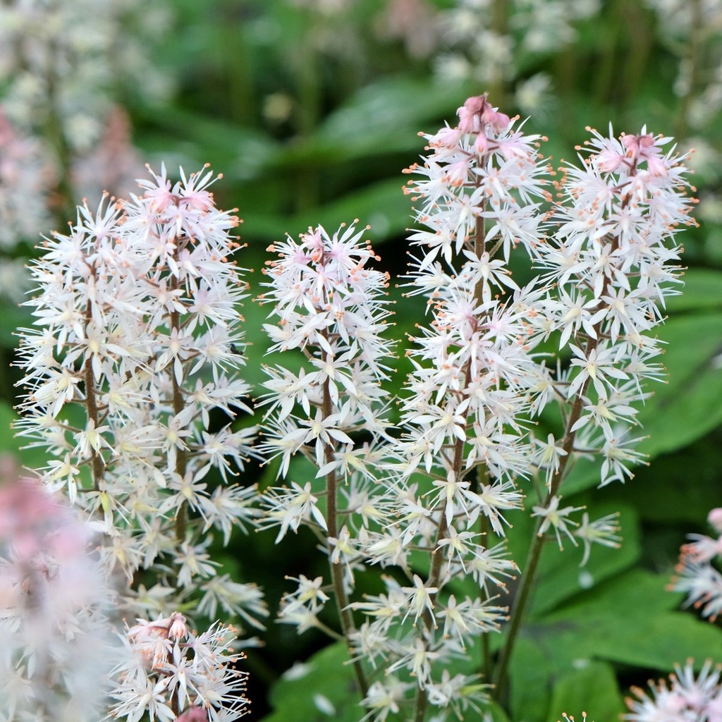 Tiarella Spring Symphony - ORG