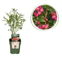 Rosa Blaubeerstrauch - BIO