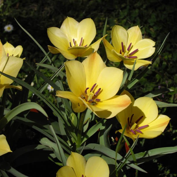 Tulipa Batalinii Yellow Jewel - BIO