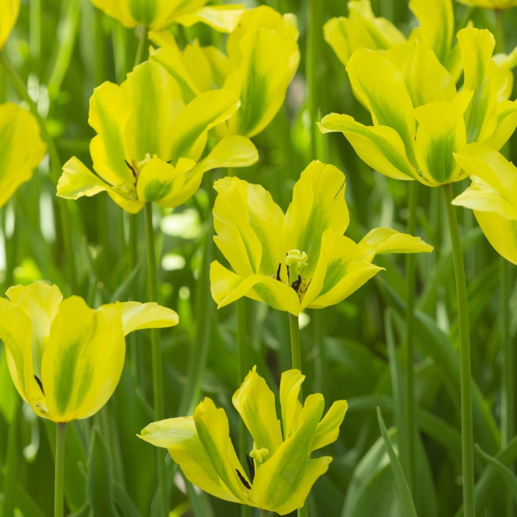 Tulipa Formosa - ORG