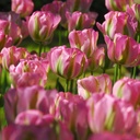 Tulipa Groenland - BIO