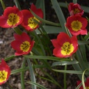 Tulipa humilis Red Beauty