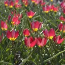 Tulipa humilis Red Beauty - ORG